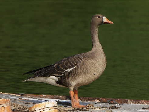 Greater White-fronted Goose